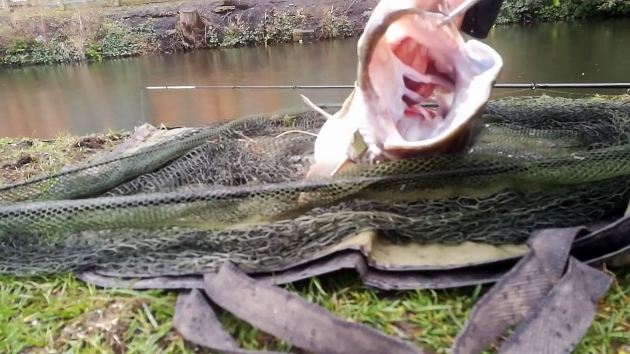 Big Perch and Pike caught on camera taking live baits!