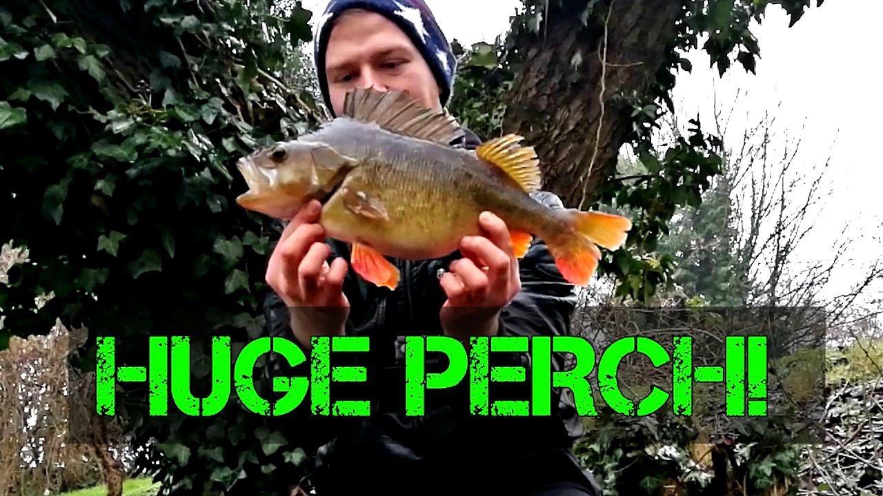 Huge river perch and how to get them