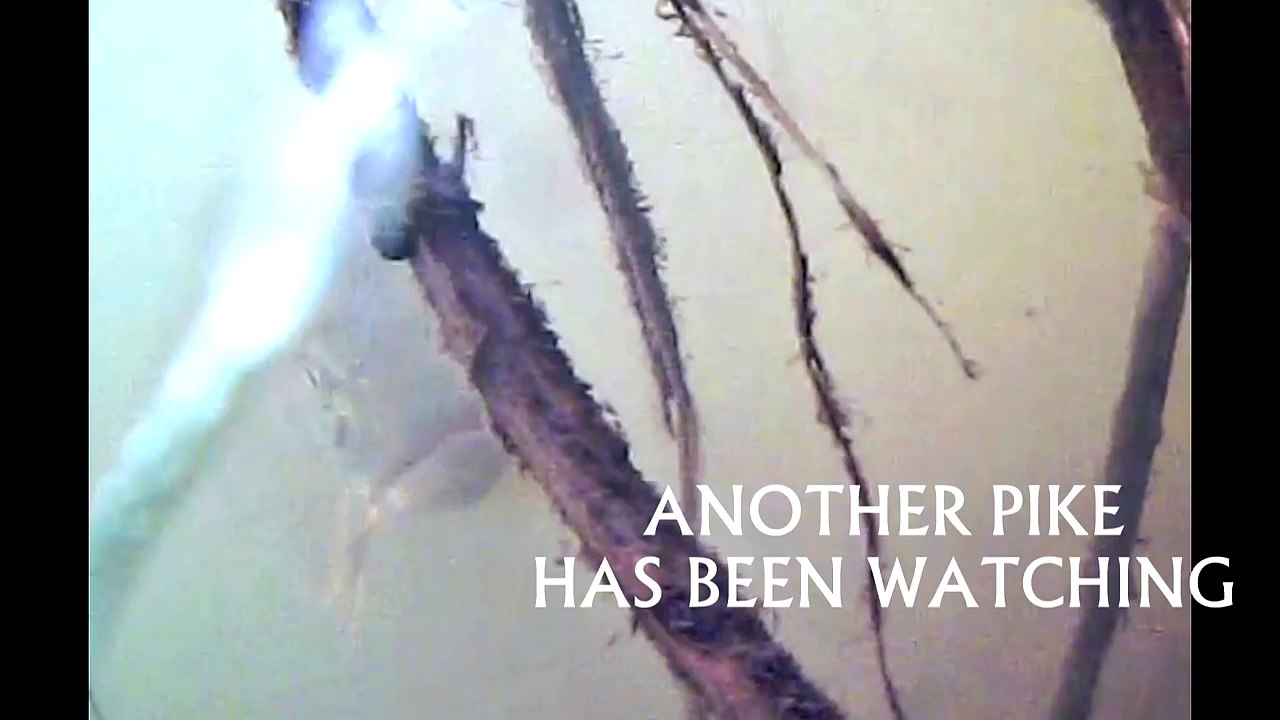 WORLD FIRST Pike helping another to remove tethered rig!