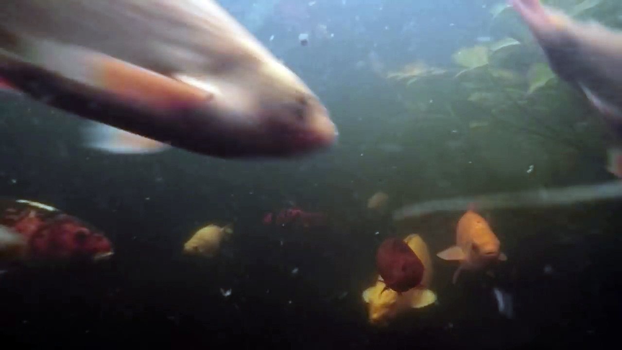 My Koi!