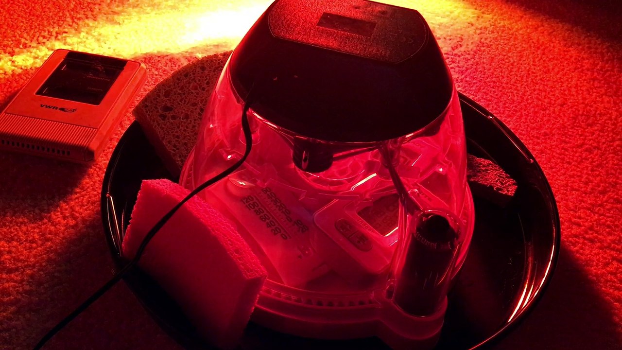 Night 18 - Duck Egg Candling - Why We Are Incubating Eggs - Incubating and Hatching Tips