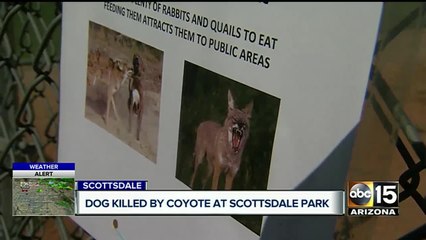 Dog killed by coyote at Scottsdale park