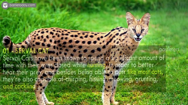 10 Cute Exotic Animals You’ve Never Seen