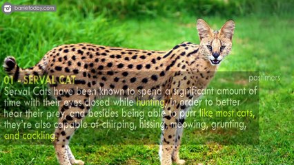 10 Cute Exotic Animals You’ve Never Seen