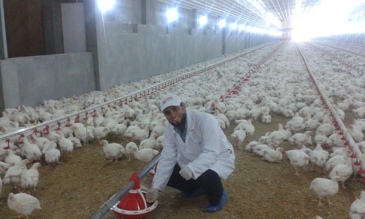 مصنع مكة وهاى فيد للأعلاف