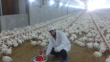 مصنع مكة وهاى فيد للأعلاف