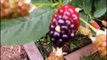 Planting Fruit - Grapes, Raspberries, Blackberries, Blueberries