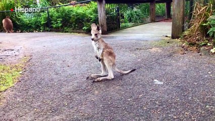 Zoológico australiano presentó su último residente: un nuevo canguro