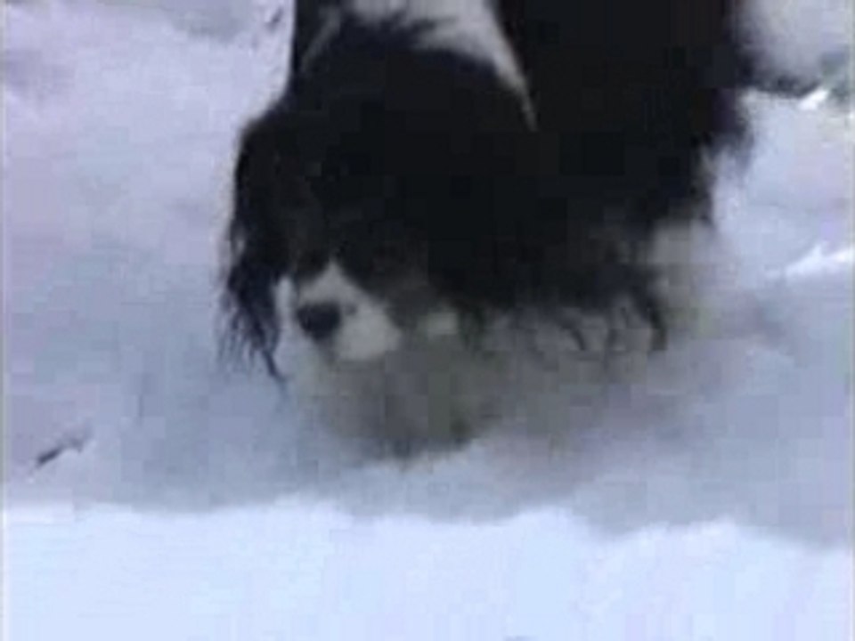 Colbert et la neige