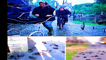 মাছ বৃষ্টি কেন হয় জানলে অবাক হবেন