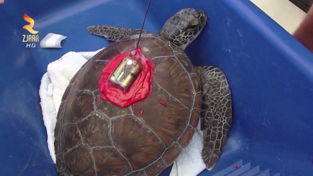 360° Gradë -NE VLORE KAPET SPECJE E RRALLE BRESHKA FLUTURUESE