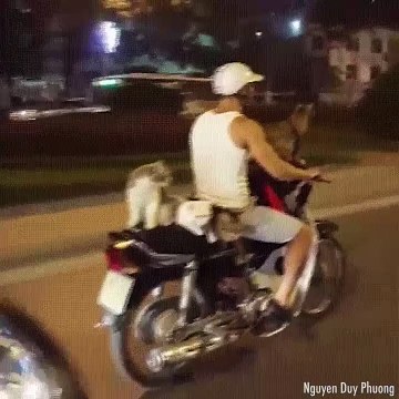 Le motard qui fait voyager ses animaux