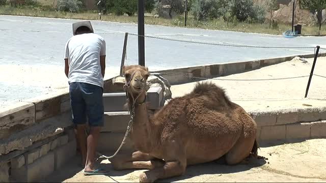 Kapadokya'da Deve Turları Büyük İlgi Görüyor