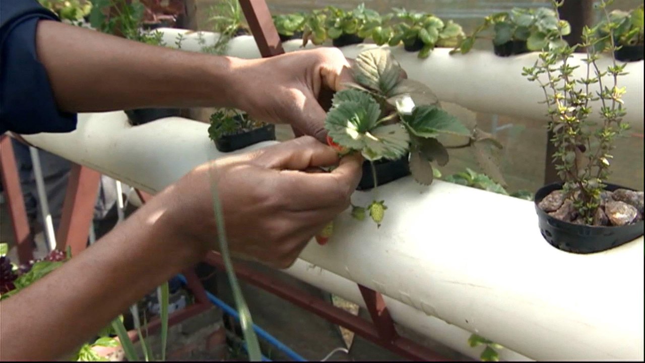 Zimbabwe farmers getting creative within city limits