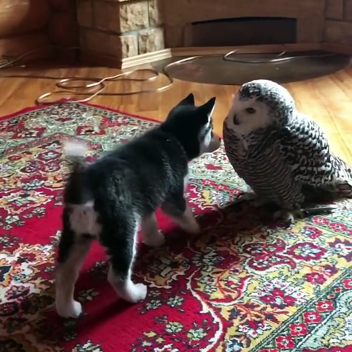 A Unique Friendship Between a Husky and an Owl Has Captured Everyone's Hearts