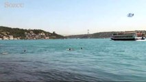 İstanbul Boğazı’nda Yunusların martılarla balık kapma yarışı