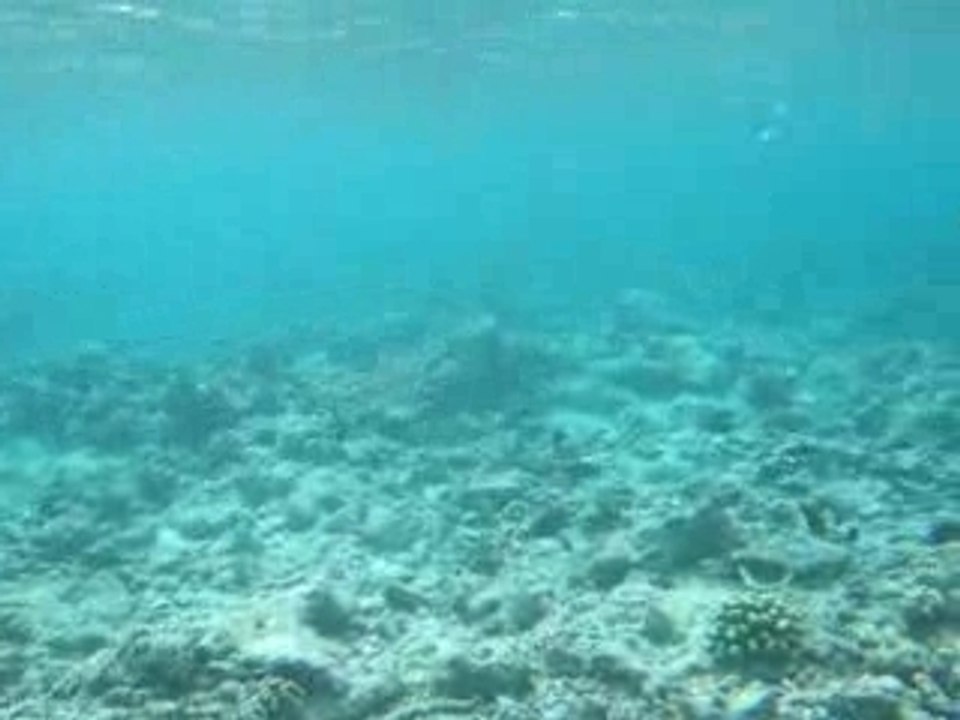 requin pointes noires