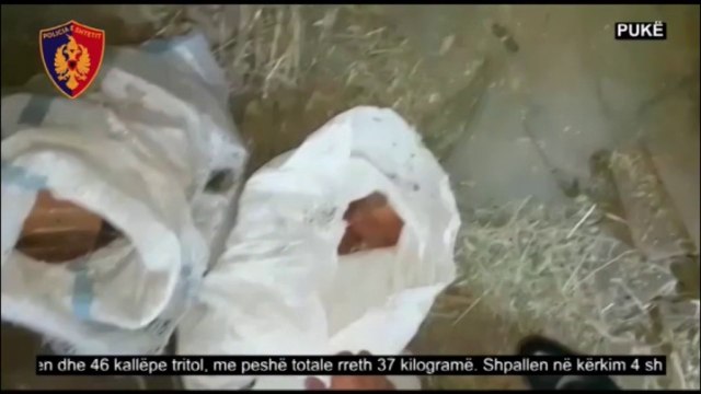 Ora News - Pukë, 170 kg kanabis dhe 37 kg tritol në banesë, në kërkim 4 vëllezër