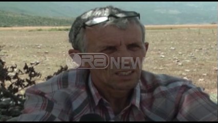 Kukës - Korrja e grurit, fermerët nuk rimbursohen për makineritë dhe naftën