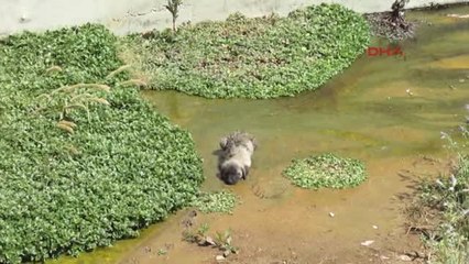 Afyonkarahisar Su Kanalına Düşen Yavru Köpekleri Itfaiye Kurtardı