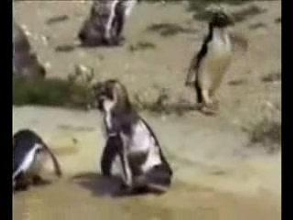 hardcore-pinguin