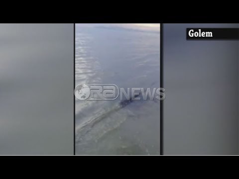 Denoncimi - BOOM: Kanali i ujërave të zeza po mbyt turizmin në zonën e Plepave