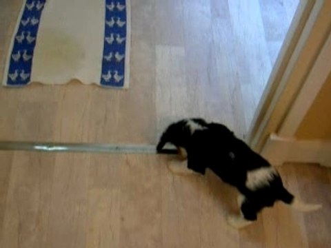 Cayenne joue avec sa baballe!