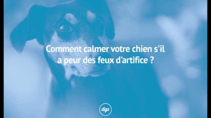 Comment aider votre chien s'il a peur des feux d'artifice ?