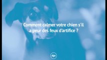 Comment aider votre chien s'il a peur des feux d'artifice ?