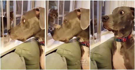 Cão não esperava por atitude ninja de gatinho e fica escandalizado... OMG!