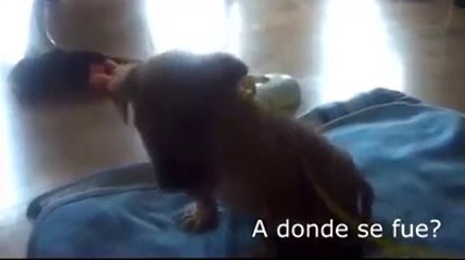 Lindo y tierno bebé y perrito