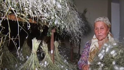استخلاص خيوط الحرير من الشرانق في أوزبكستان