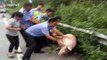 Police help catch escaped pig on motorway in southern China