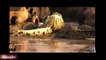 GIANT CROCODILE ATTACKS COMPILATION || Crocodile Attacks Lions,Impala,Wildebeest