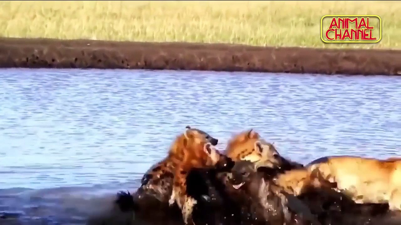 ANIMALS ATTACK - Top 10 Most Deadly Animals in Africa including Lions Hippos Hyenas Elephants