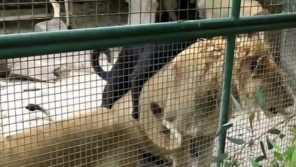 Ce chien aime vraiment ce lion !