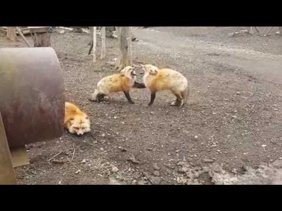 Tourist Captures Foxes in Bizarre Screaming Match