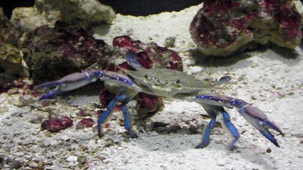 museo oceonografico univalli picarras 2