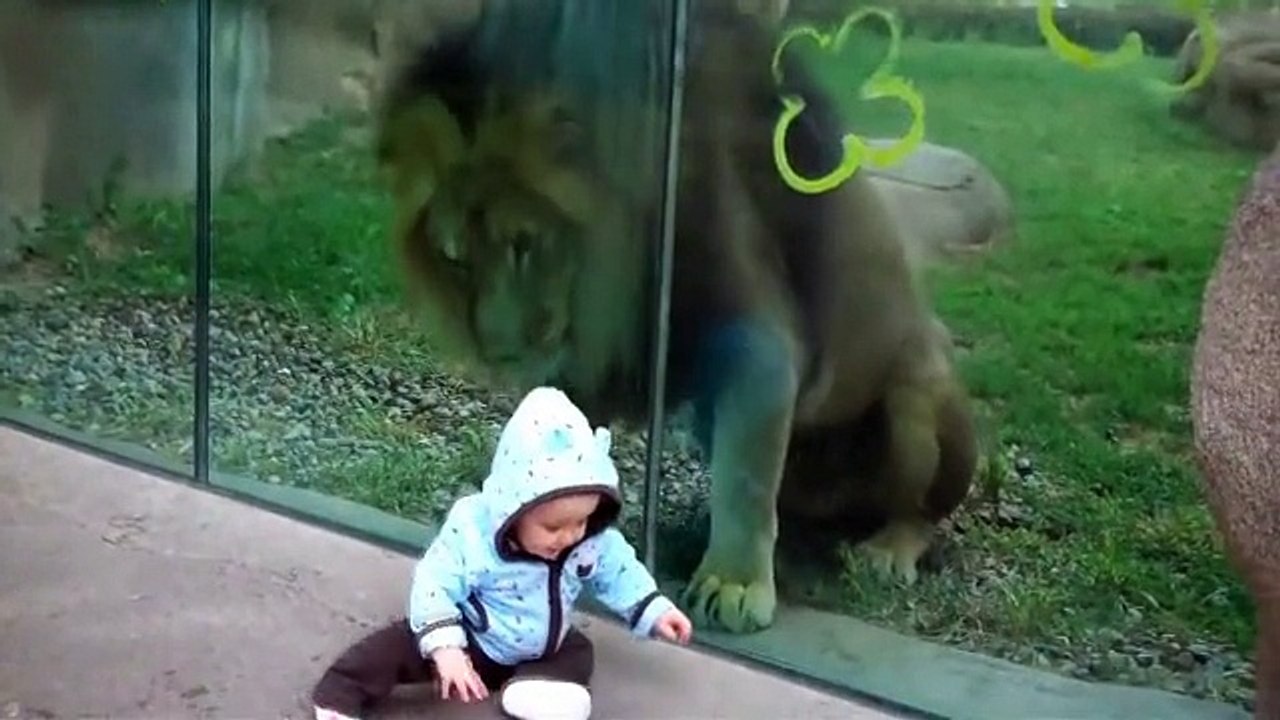 [動物天堂]不同的動物看到寶寶都有不同有趣的反應