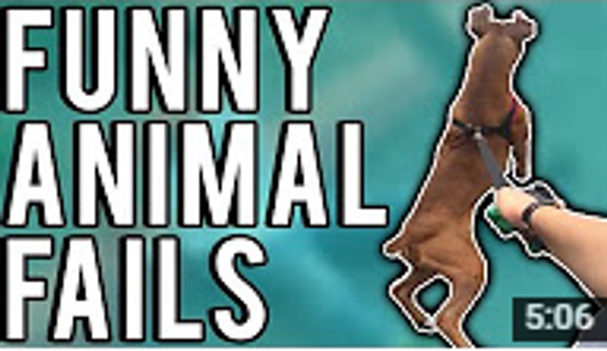 Funny Animal Fails July 2017 - A Fail Compilation by FailUnited