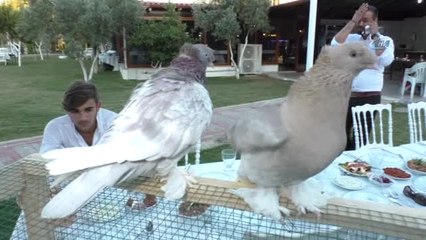 Güvercin Severler Aydın'da Buluştu