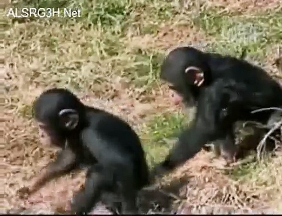 [動物天堂]猩猩寶寶推另一隻猩猩寶寶下水