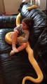 Pais deixam filha a assistir TV com uma cobra píton de 3 metros e meio
