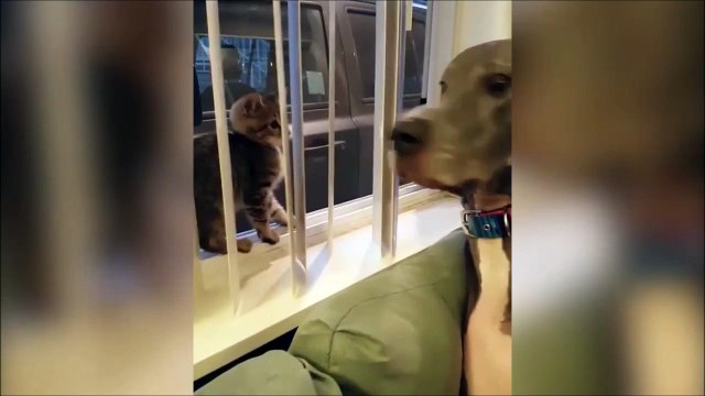 La tête du chien quand le chaton lui tape le museau : hilarant