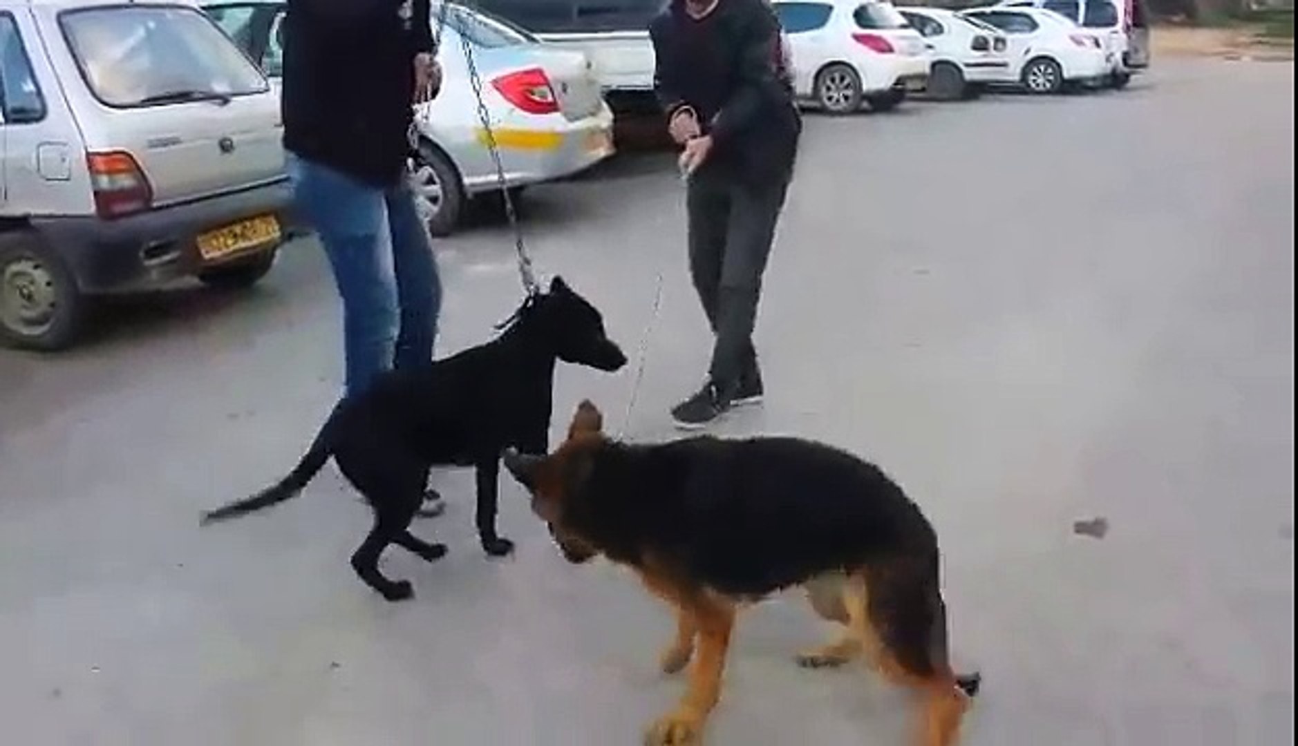 ⁣dog vs dog funny fights
