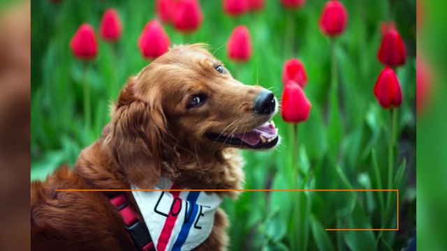 HITN se asocia con HispanoPost para producir contenido para el mercado latino en EEUU