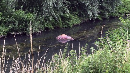 Un cadavre d'animal depuis trois jours dans la Haine à Mons