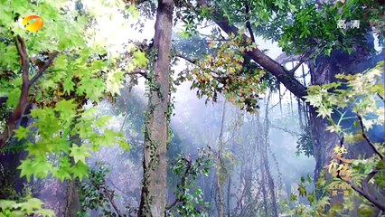 41 楚乔传 第41集