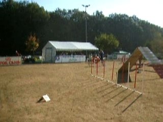 Agility de cholet octobre 2007 (21)