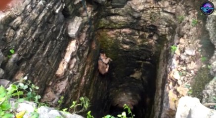 Baby Lioness Rescued From Well In India